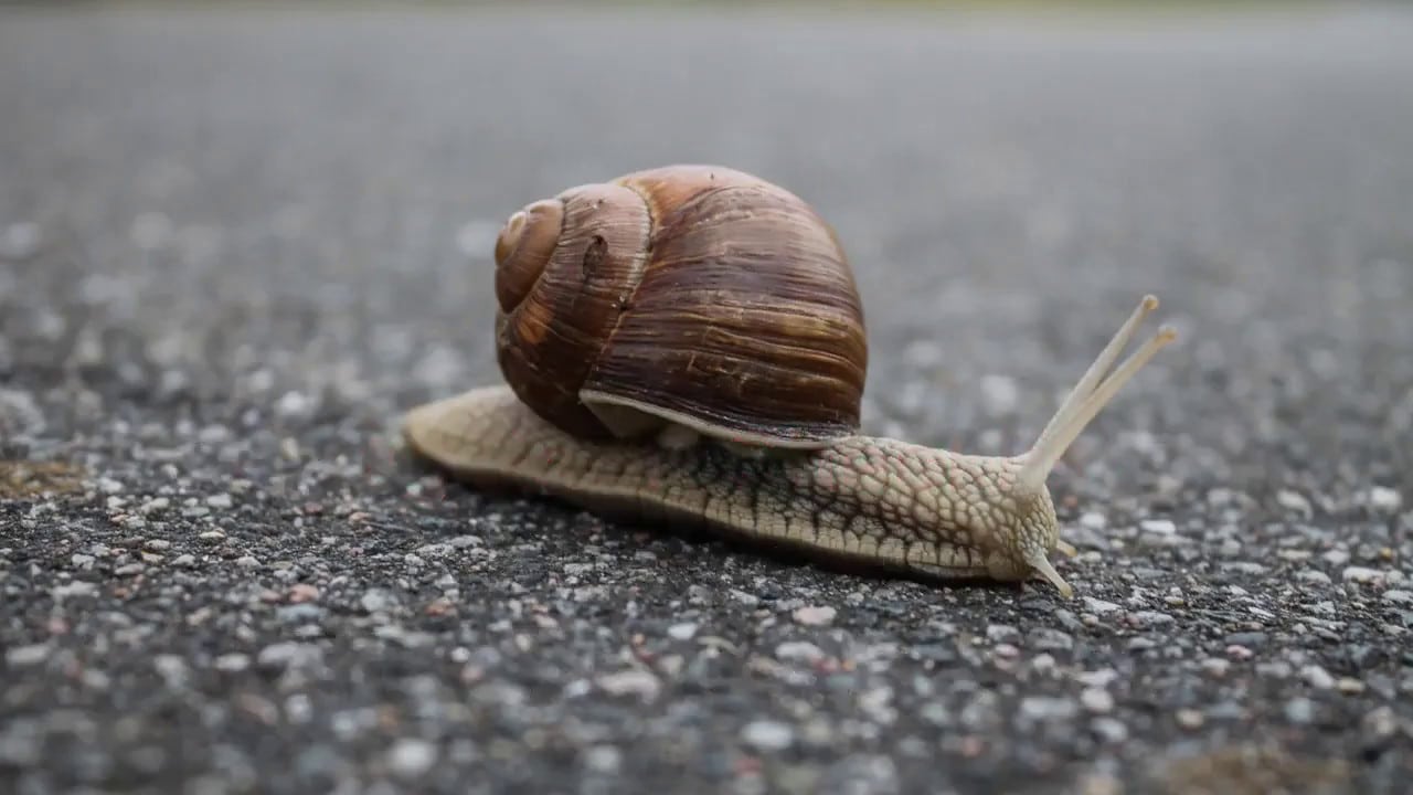 Fix a Slow WordPress Site With These 3 Steps 1 Fix a Slow WordPress Site 1
